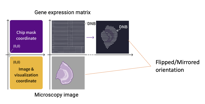 Figure 4 Coordinate system mismatch between the microscopy image and the gene expression heatmap